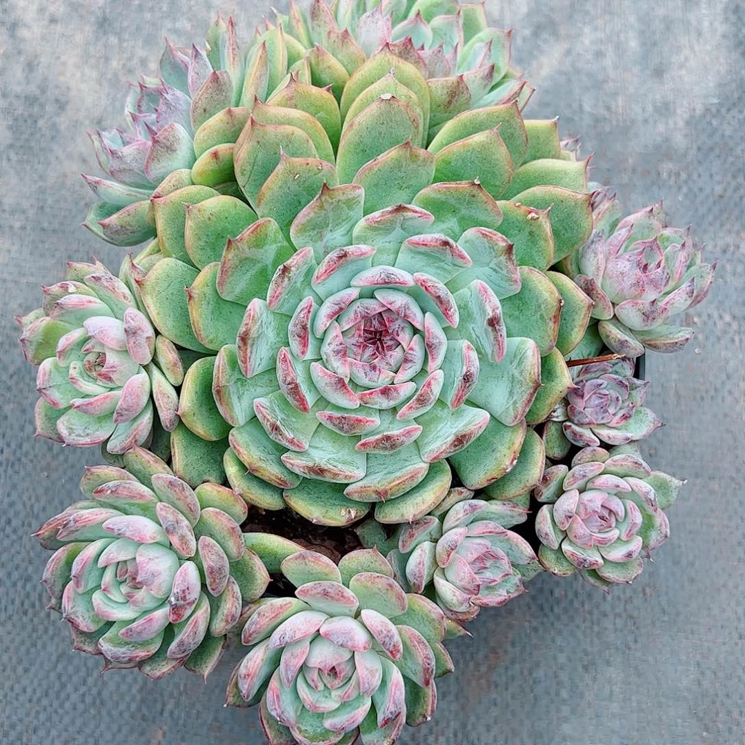 蓝色妖姬，多肉植物