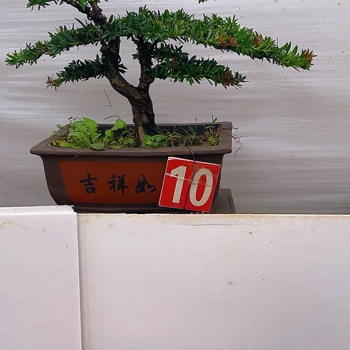 不开花植物10号罗汉松