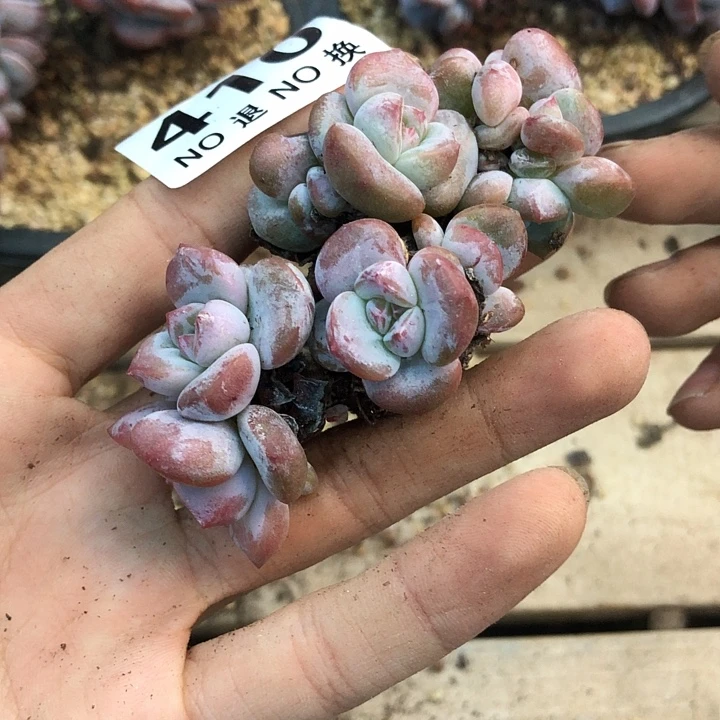 星影石榴籽福利出咯 410
