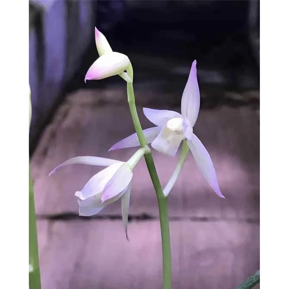 【蜜雪儿】建兰名品国兰2苗花开浓香对版高档人工种植兰花蕙兰