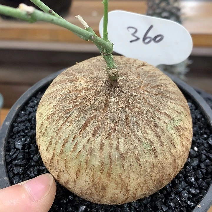 我****钱360彩叶西番莲哈哈哈哈