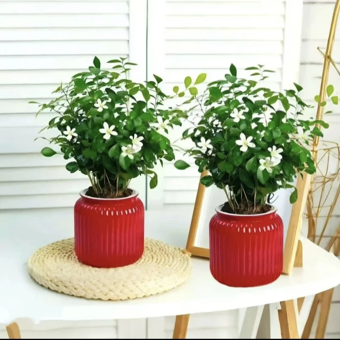 H九里香盆栽浓香水培植物四季好养树苗室内花卉驱蚊绿植