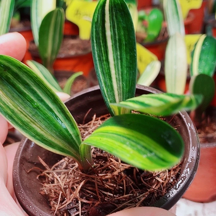 当前无花栽培后可以开花