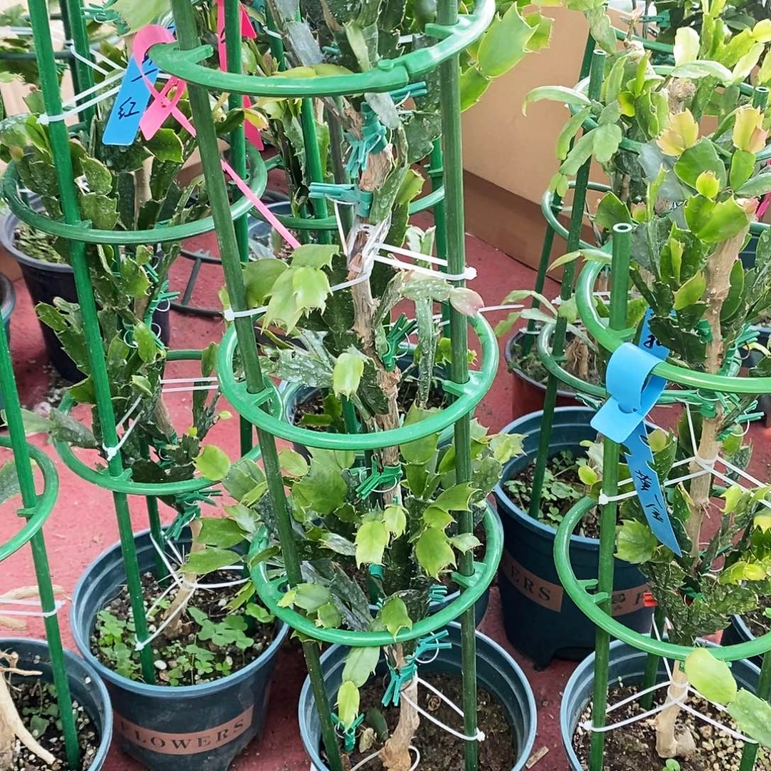波***生无花朵福利款三层