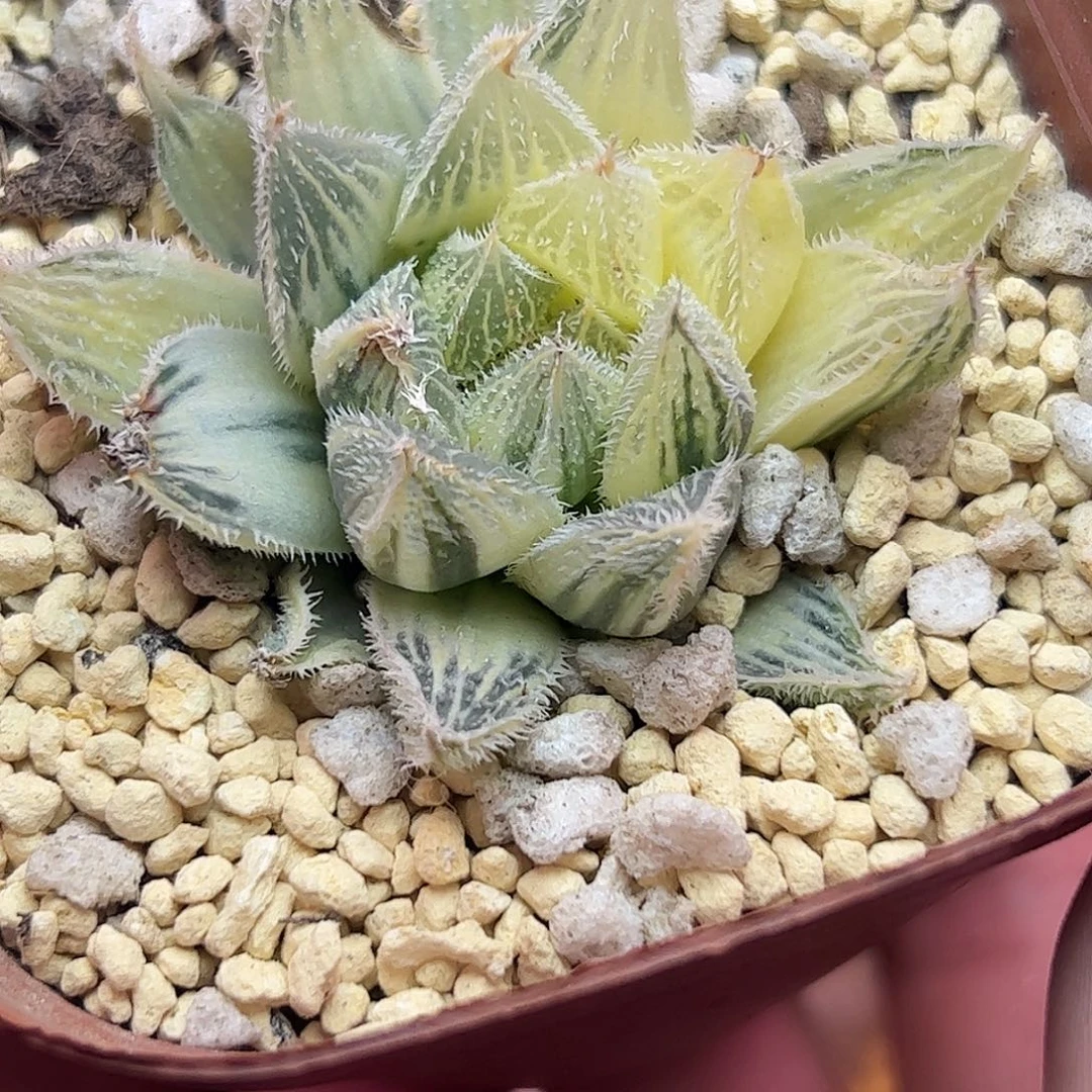 糊斑绘卷锦十二卷多肉