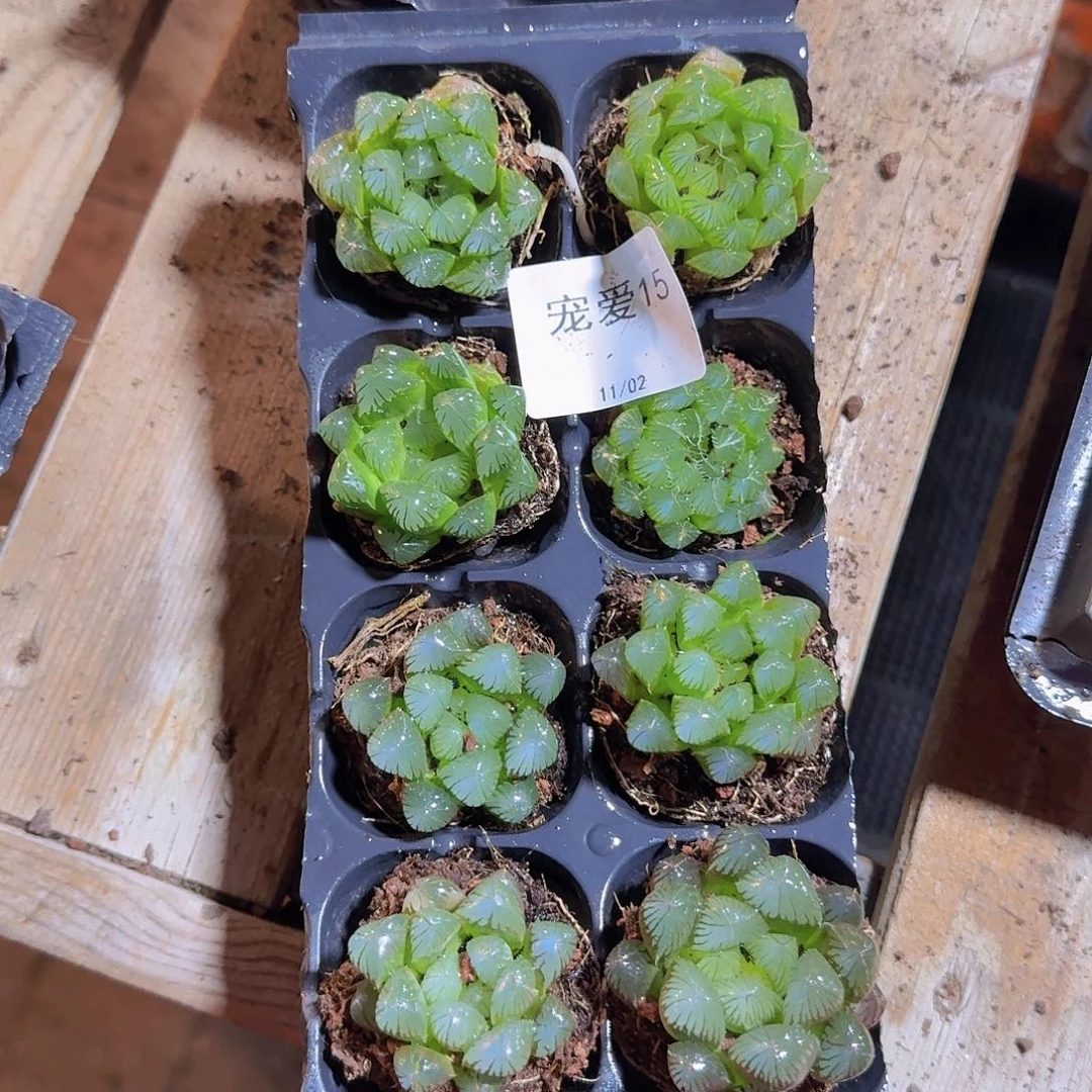 直播福利一物一拍15