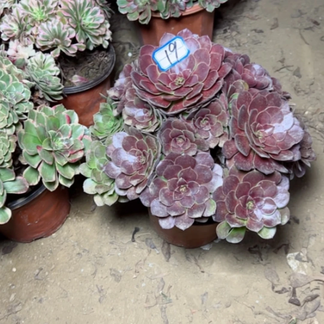 【闪购商品】?****?艾伦19