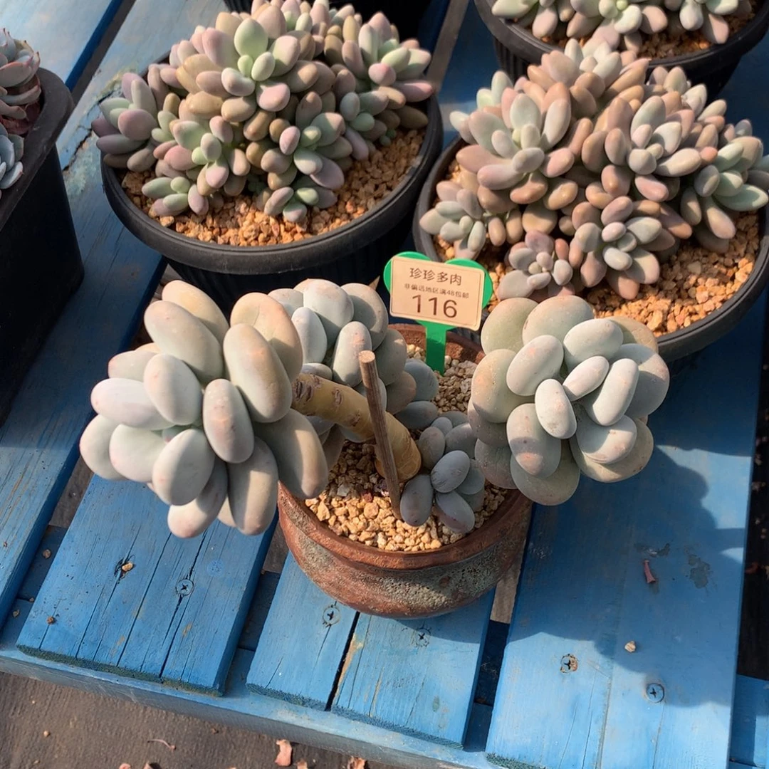 巴***人大叶奶无砍老桩116