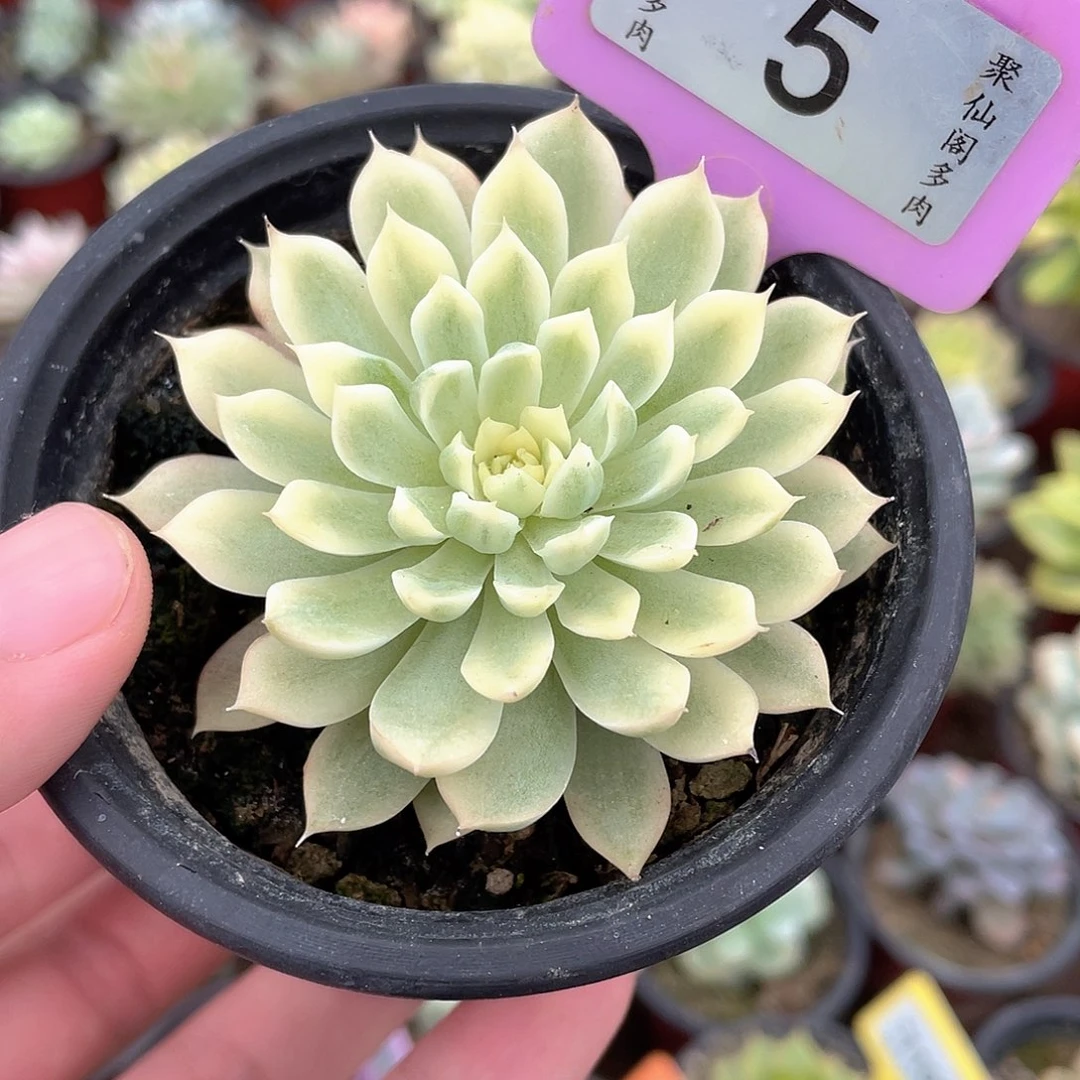 香草月影锦5号多肉