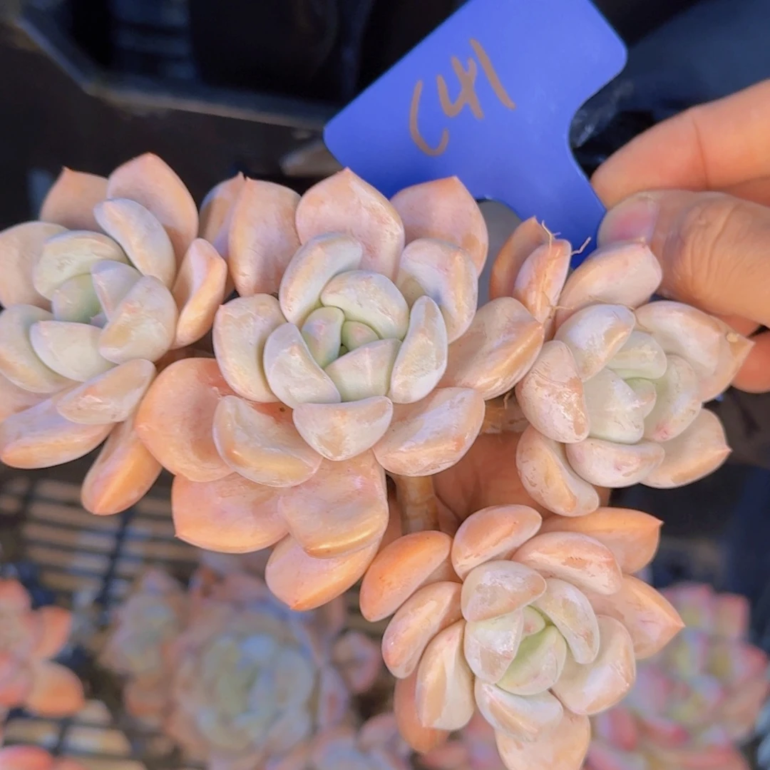 多肉植物和植物等植物