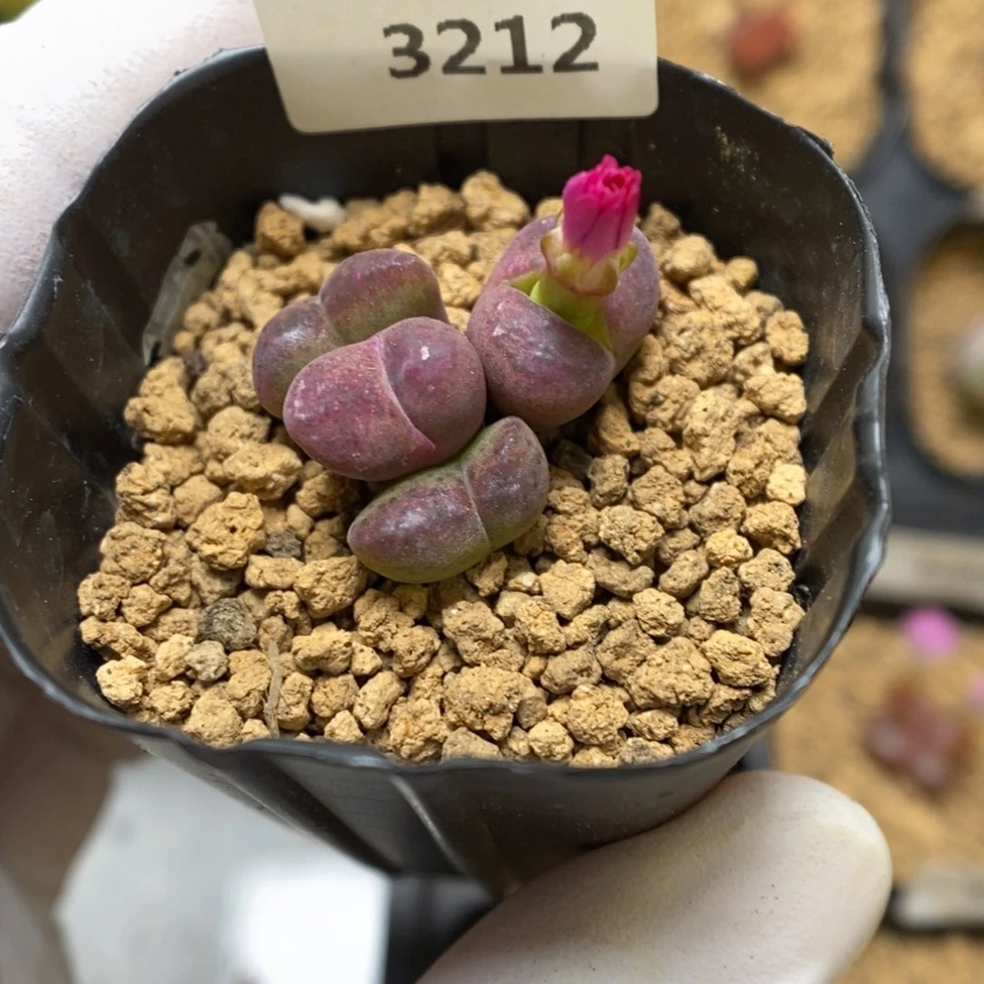 多肉植物肉锥杂交K-3212