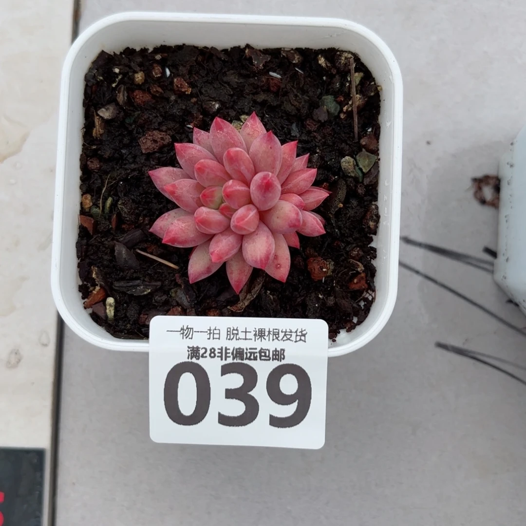金鱼姬无盆土发货