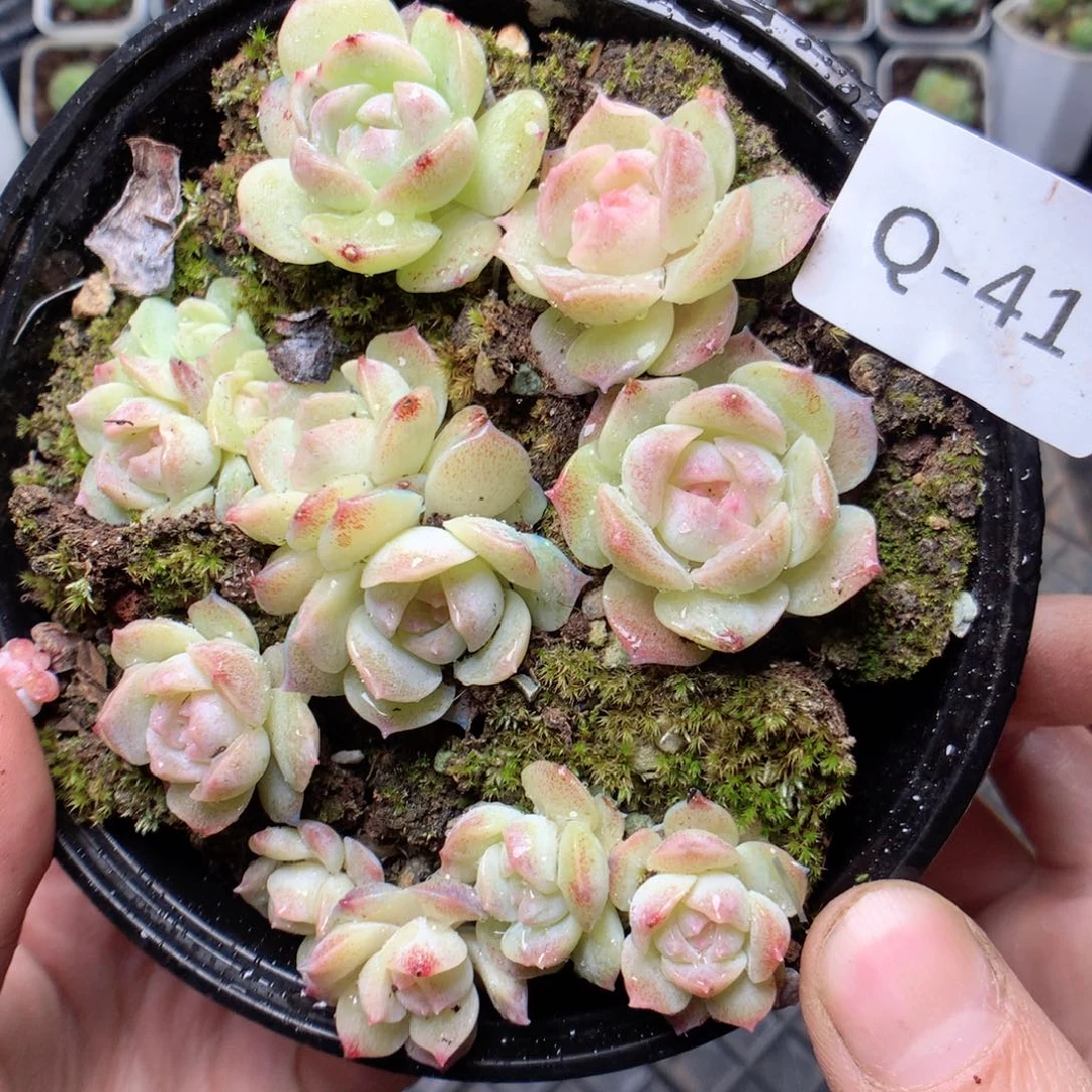 无花朵Q41梦幻泡影yyyy