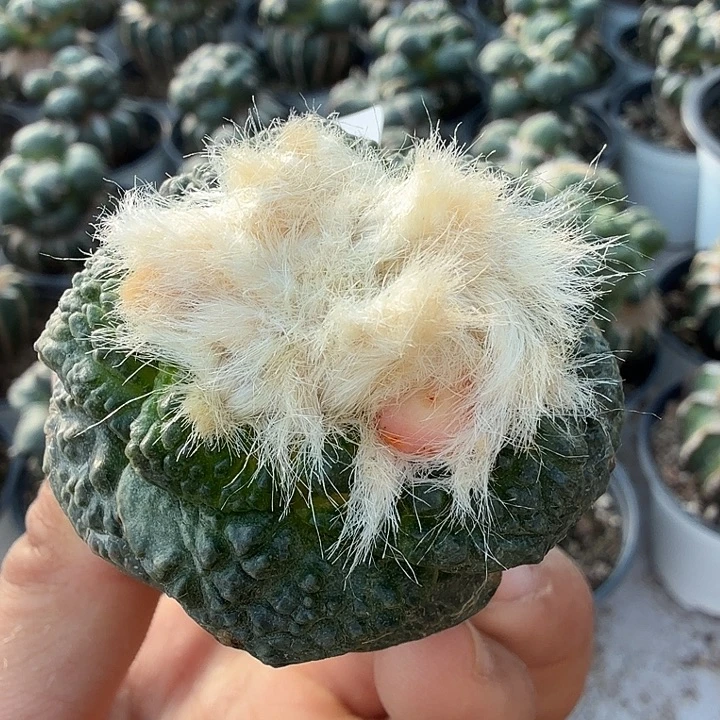 无花朵336连山体哥斯拉