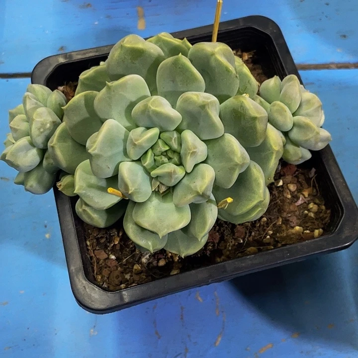 超奶自然群一物一拍