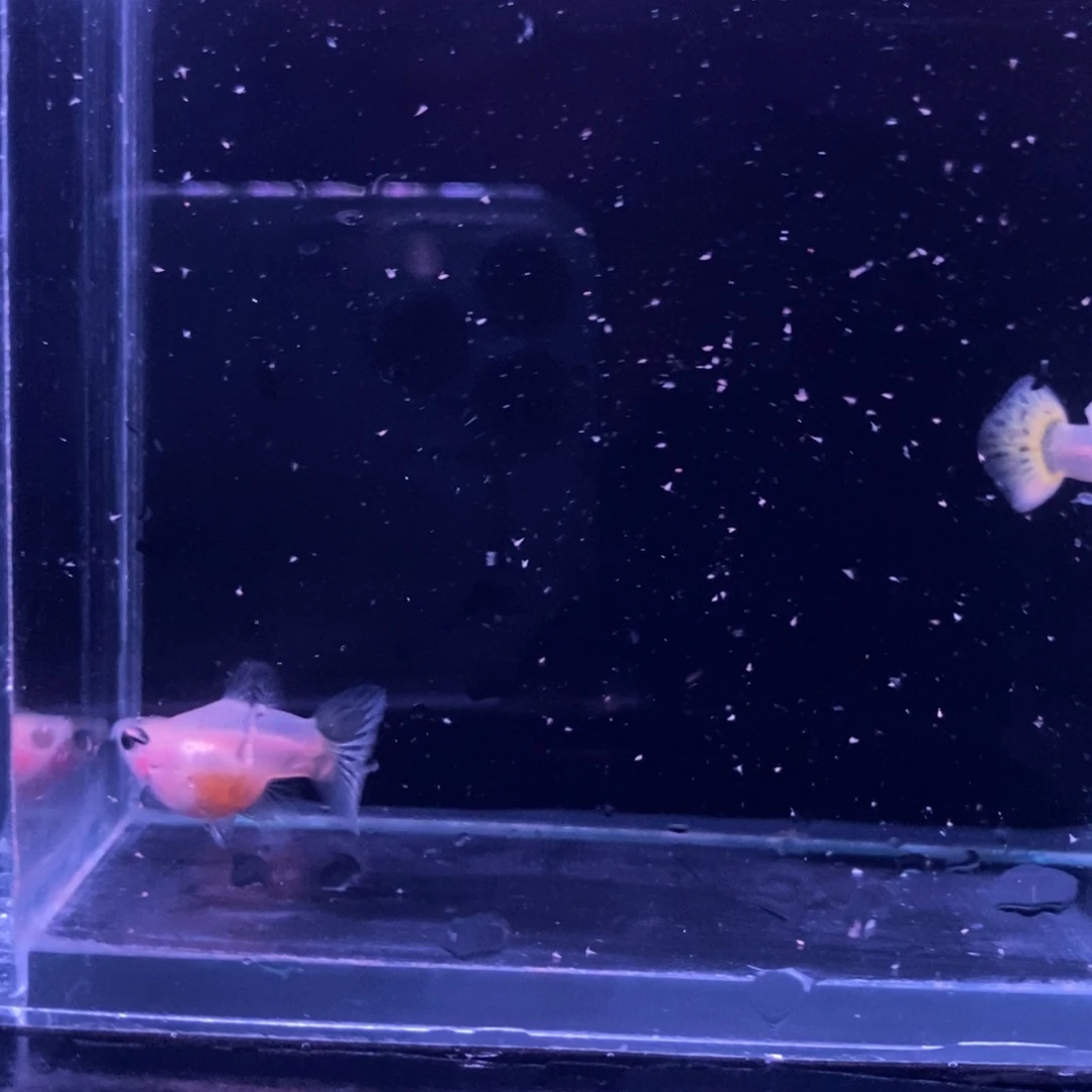 孔雀鱼玻璃猫一对