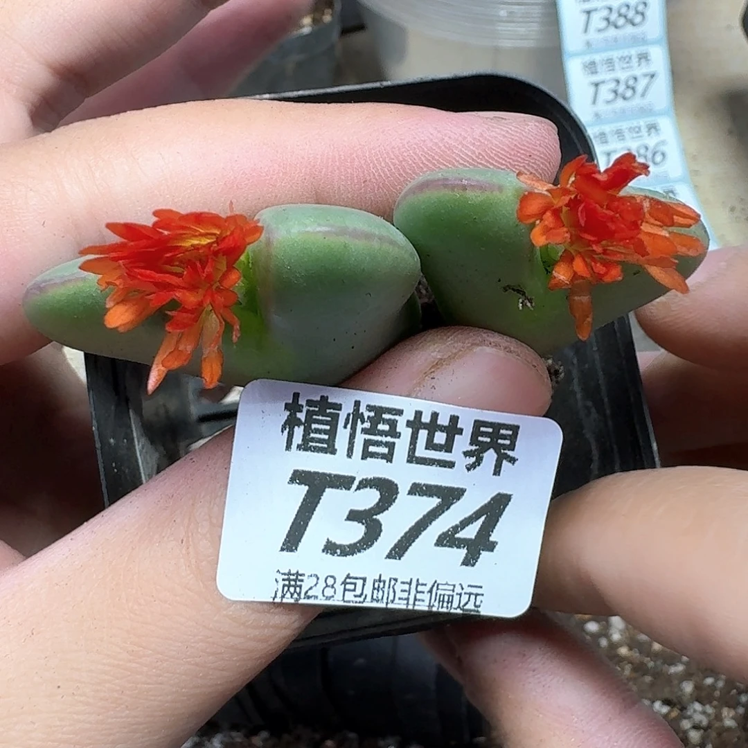 多肉植物的润泽fgb