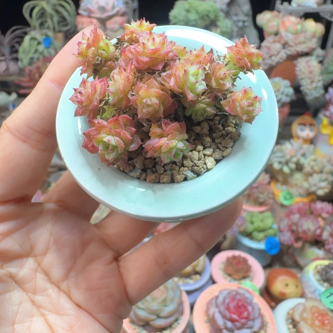 小脸麦秆 多肉含盆土 一物一拍