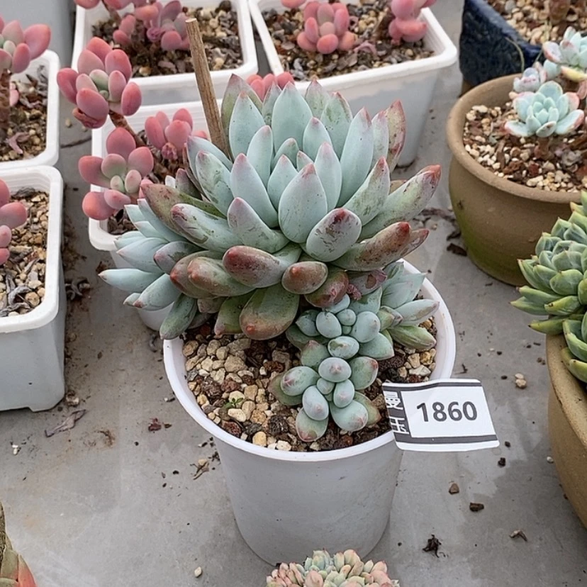 【闪购商品】所罗门1860