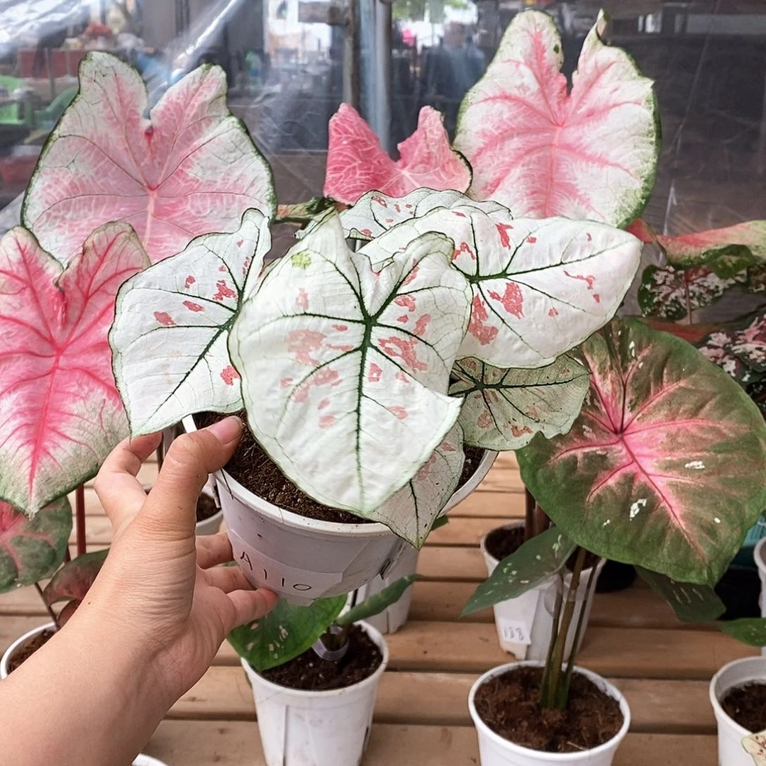 完全开放A110白草莓