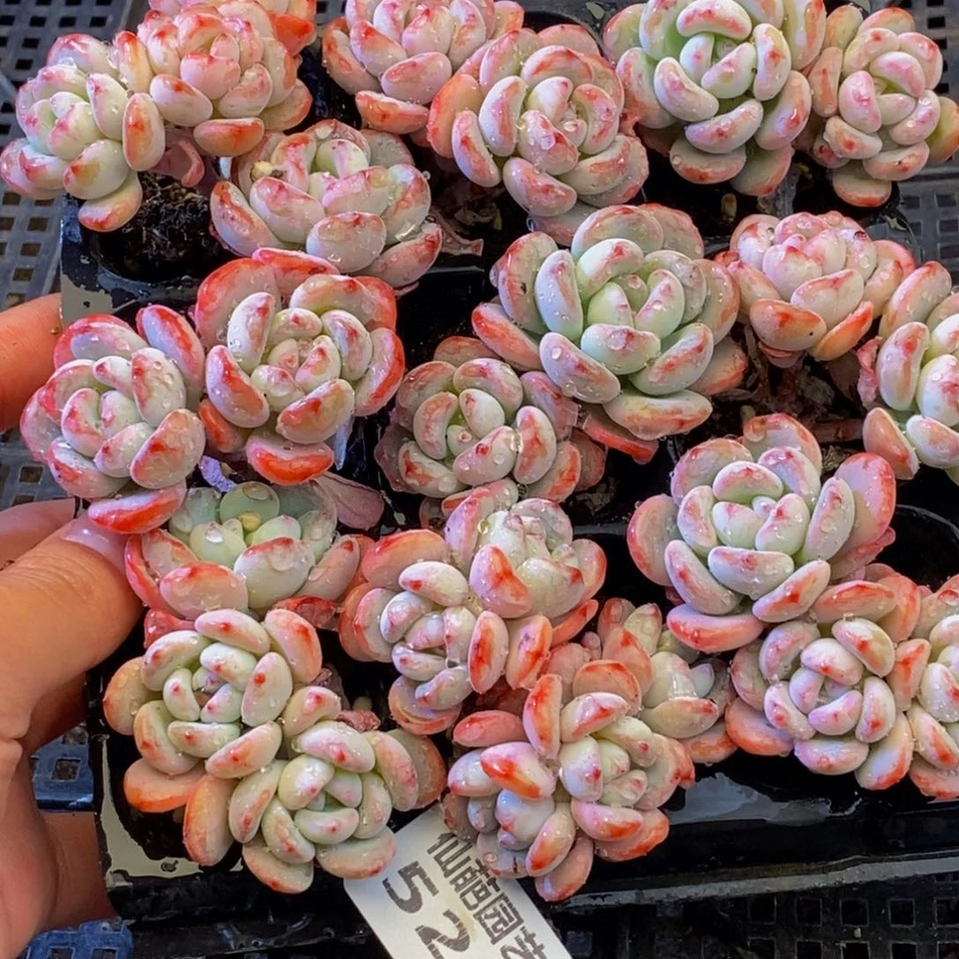 524多肉植物保护研究所所长助理研究员