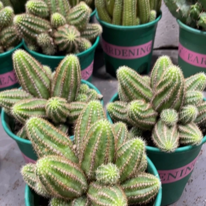 群生新品进口白檀妮丽莎