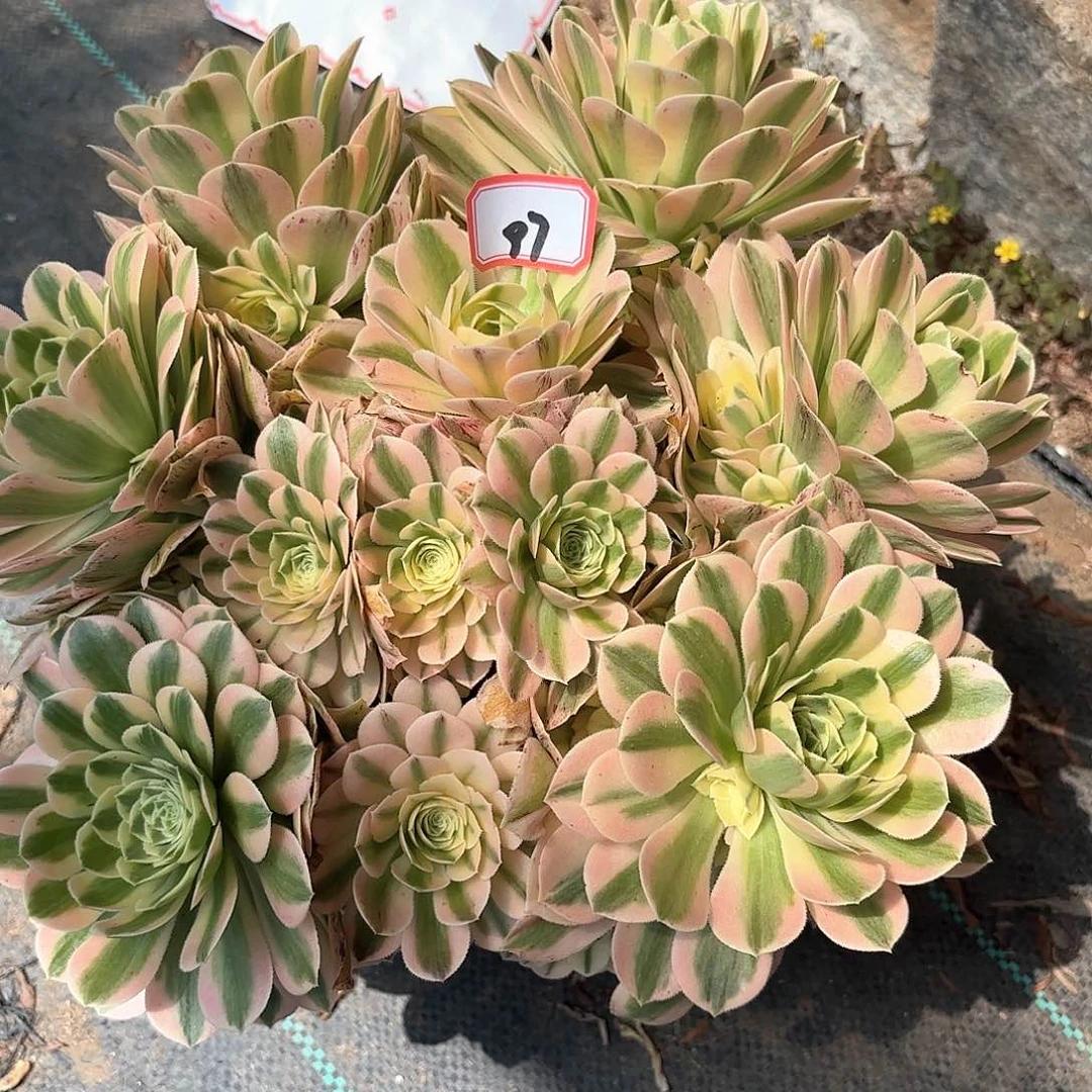 97迈巴赫多肉植物绿植