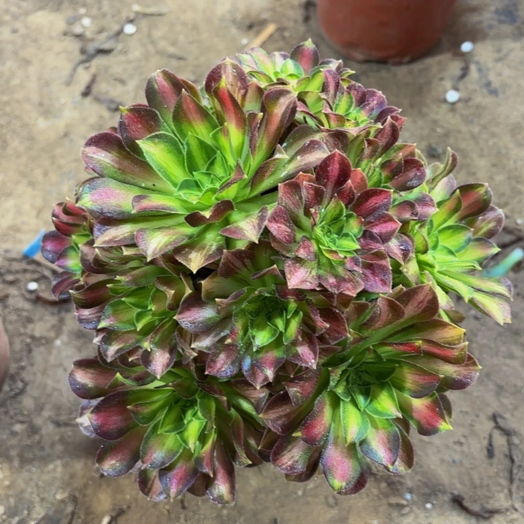 韶华9.9法师多肉木质