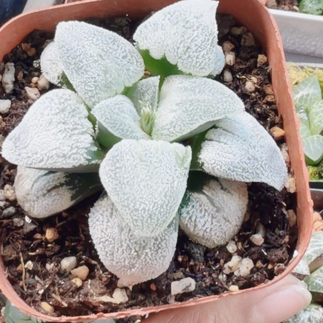 十二卷铁道白银新粉福利