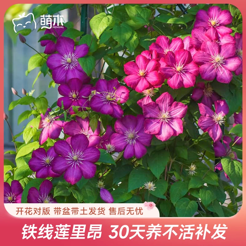萌木郭姐专属【P9铁线莲-里昂 】爬藤植物盆栽花卉