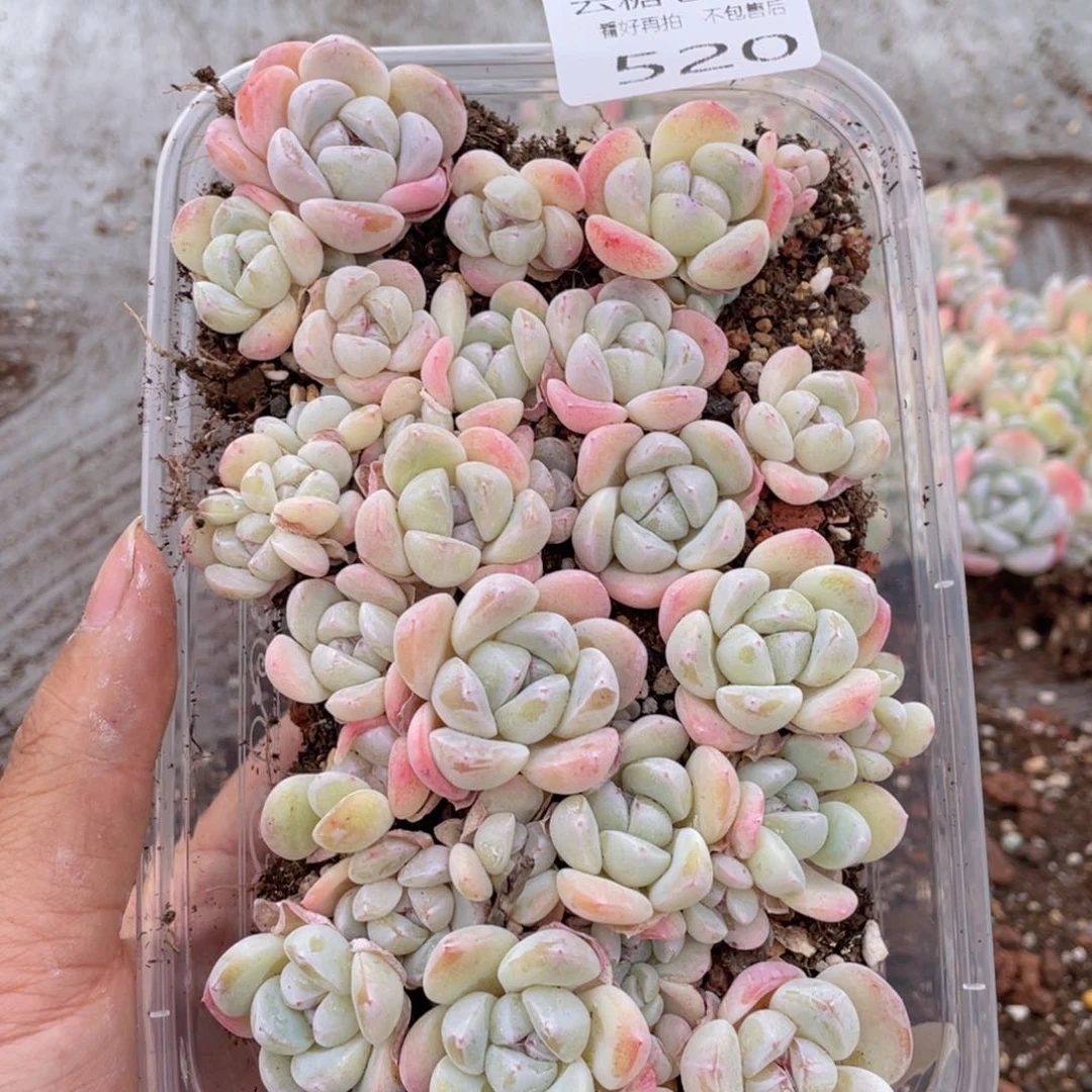 云糖心多肉植物520