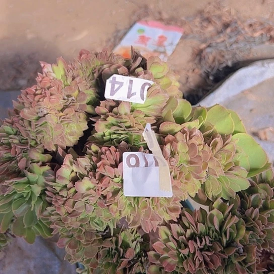 乡***夫多肉植物一个玫瑰追