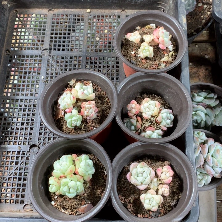 山茶花多肉植物哈哈