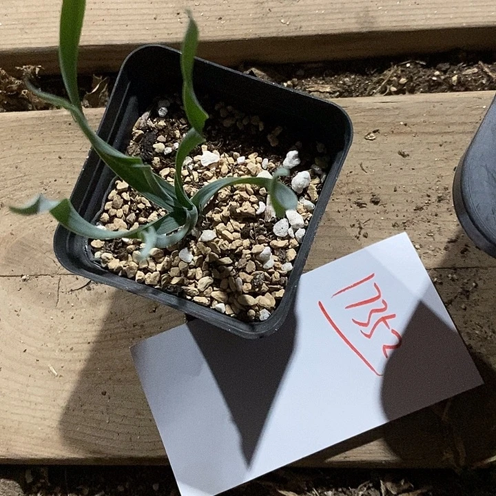 晴***～17352。  弹簧草带盆。