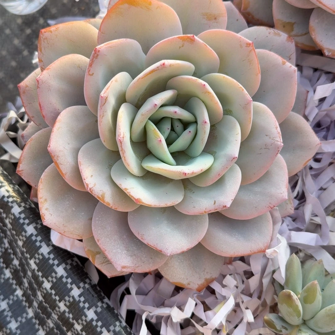 一物一拍1-4妲单头奶茶大粗腿212