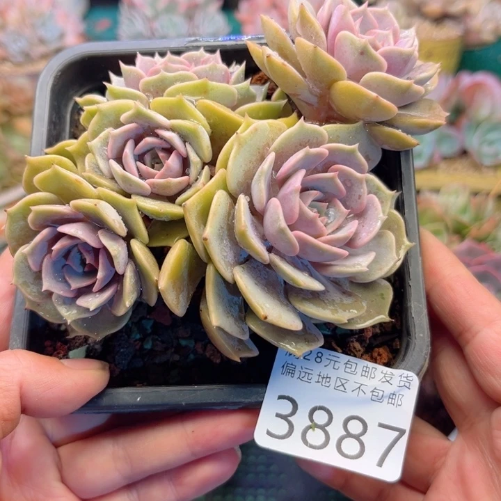 大3887:）dgxvvbbbbv
