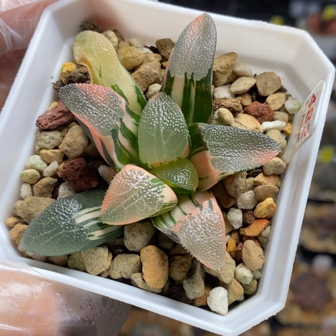 482号网纹克锦多肉