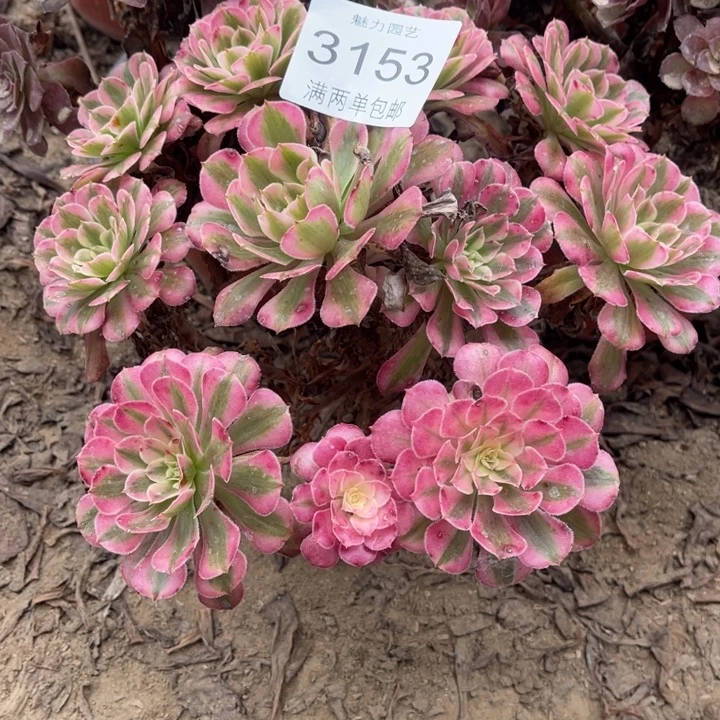 红铜的人多肉的人3153