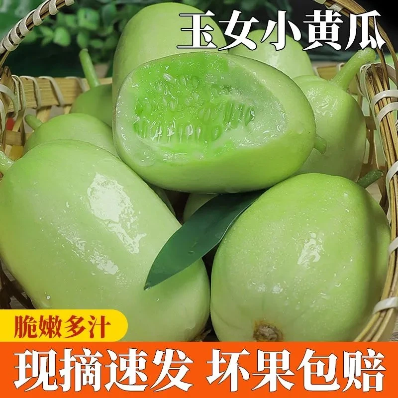 寿光玉女 现摘新鲜产地直发应季水果玉女小黄瓜水果黄瓜低卡
