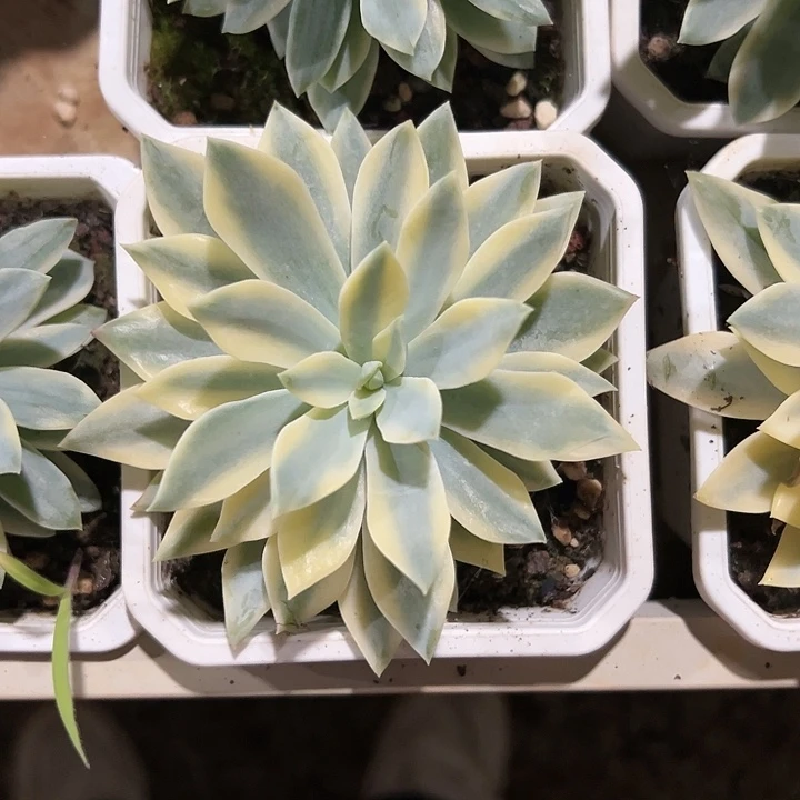 太阳神锦多肉植物