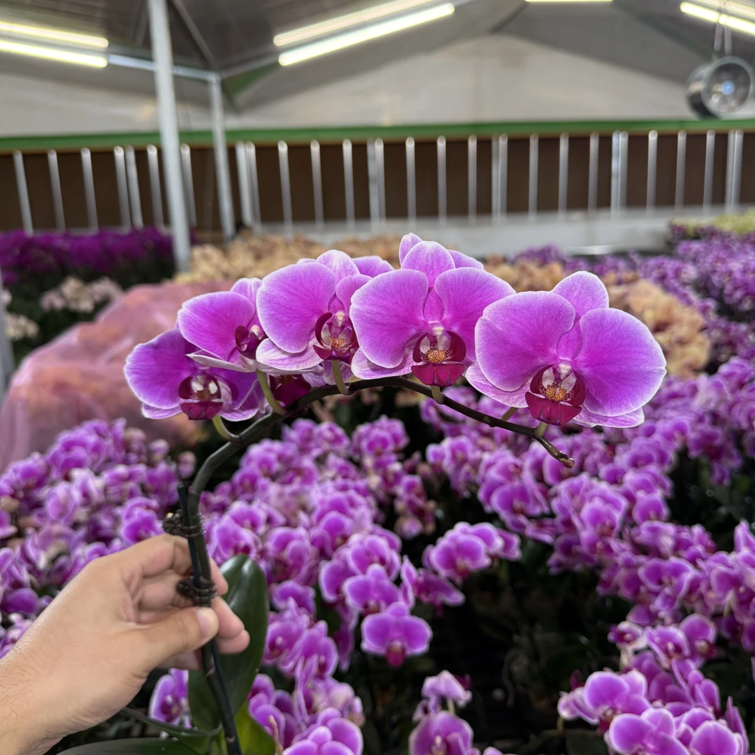 蝴蝶兰--【粉胭脂】任意两颗包邮，只拍一颗发苗！！