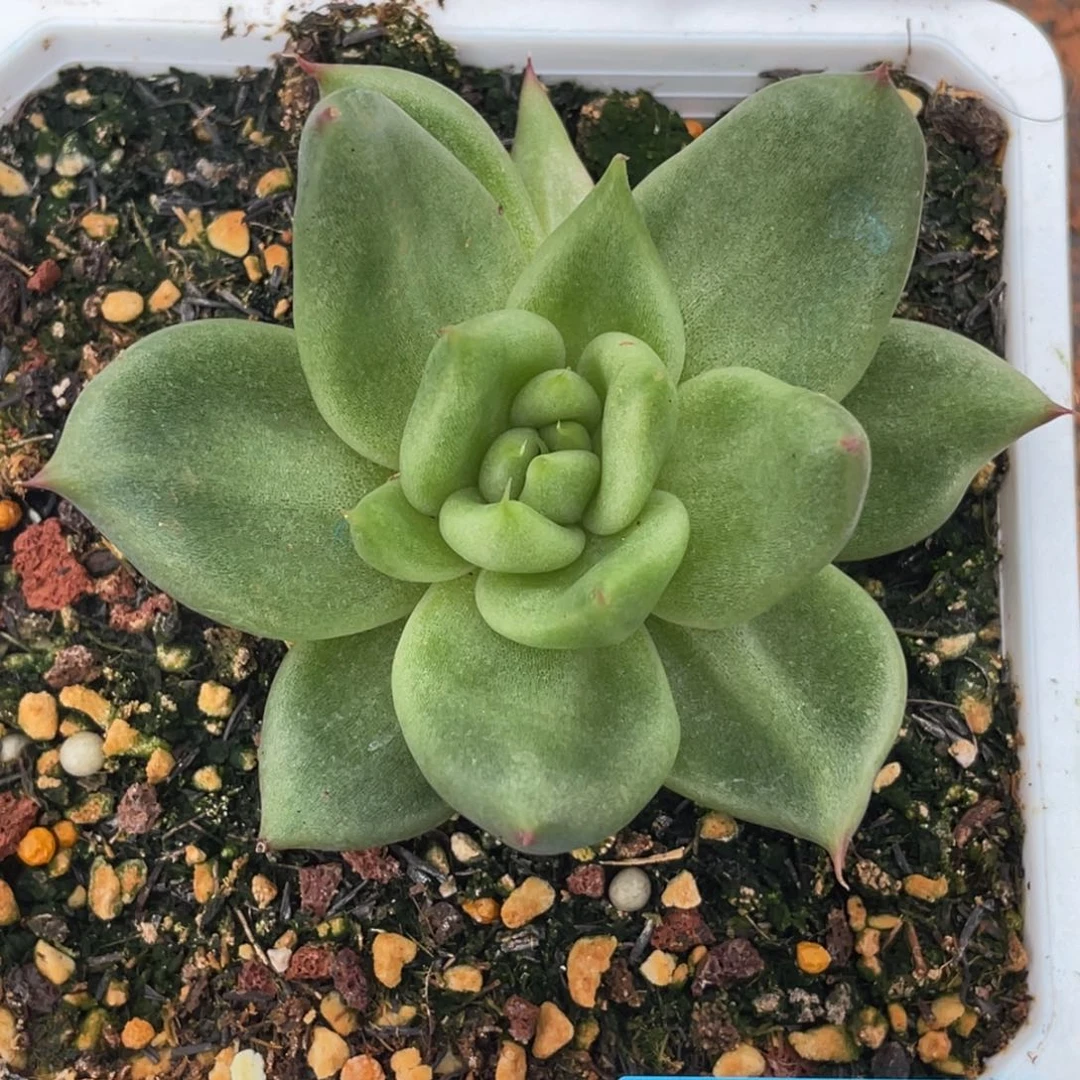 多肉植物多肉植物0610原玛石化