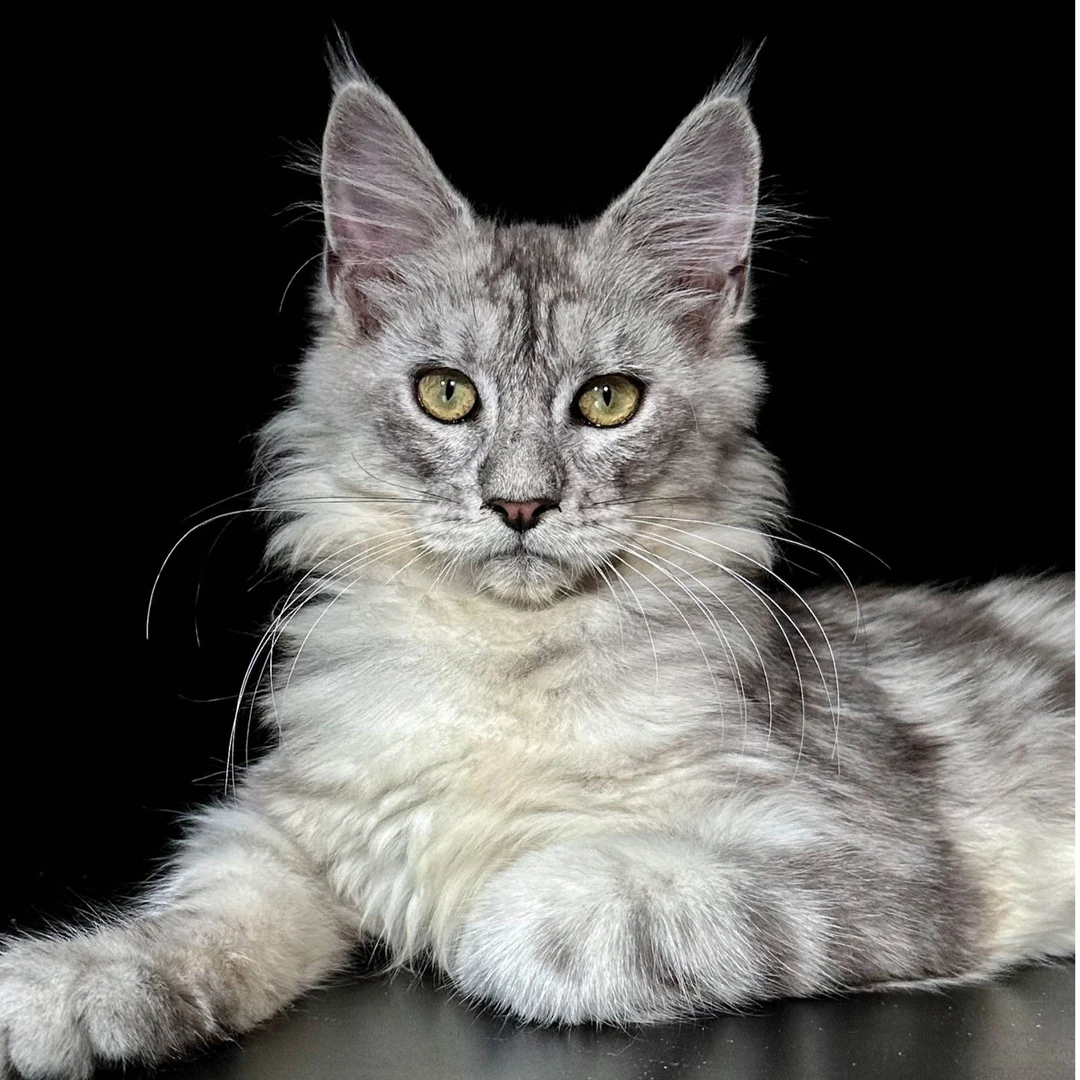 250号母银虎5+月龄缅因猫大嘴套爆毛博侍缅因烟灰色银虎可选