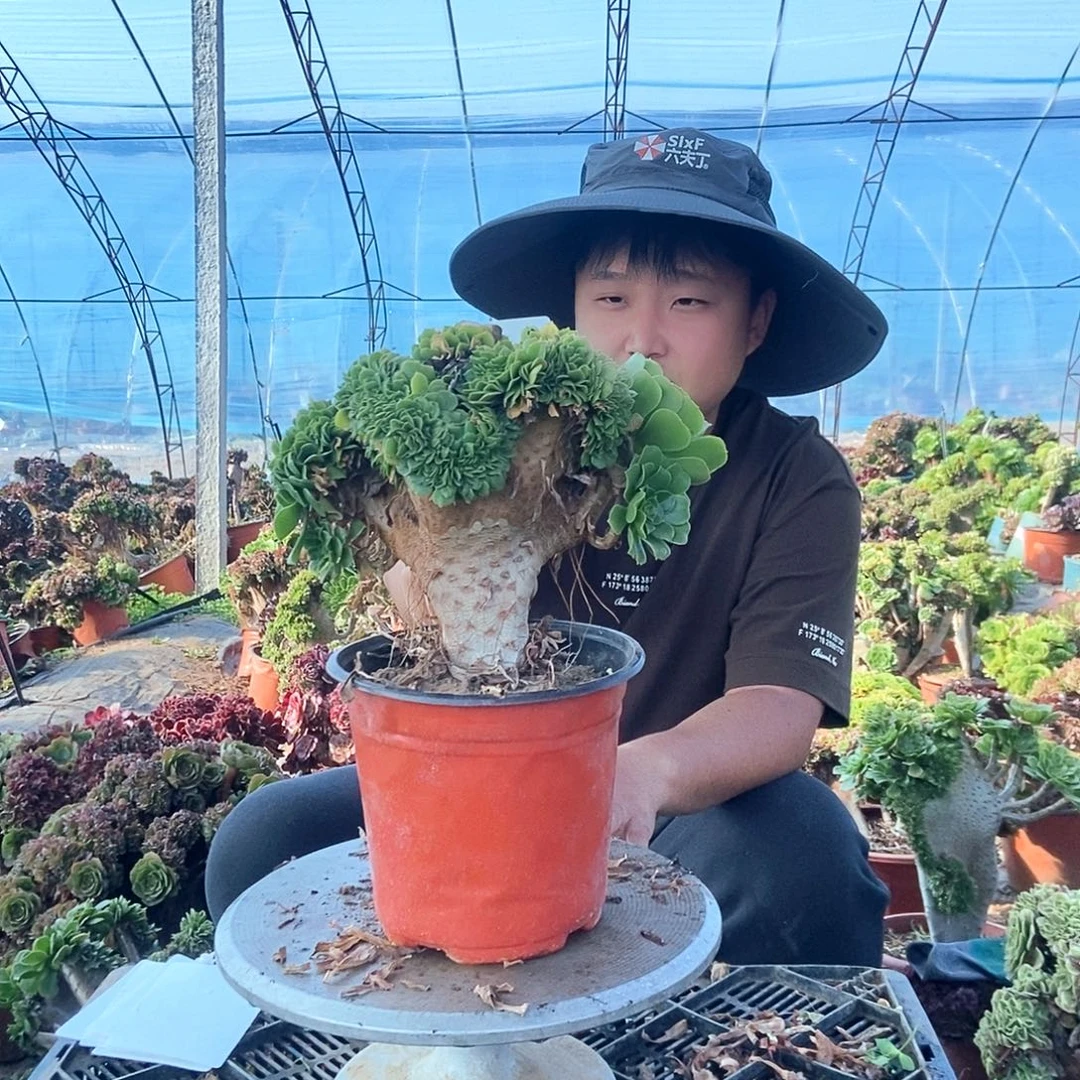 用***6完全开放B188绿羊绒