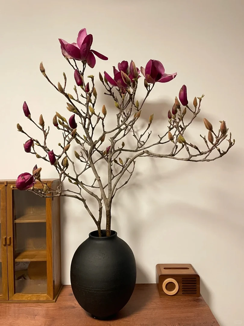 【国风】玉兰花鲜枝带花苞水培室内好养易活森系植物