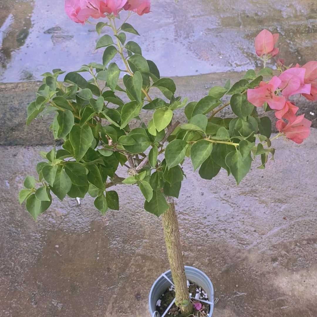 无花朵这三角梅花花真的好好看