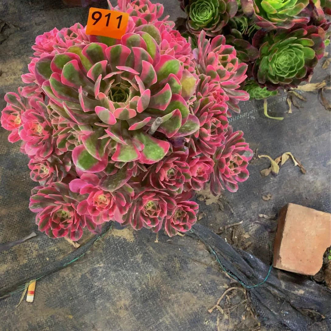 用****7多肉粉女巫嫩桩911