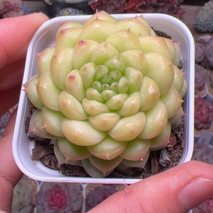 仰***光279 多肉植物组合