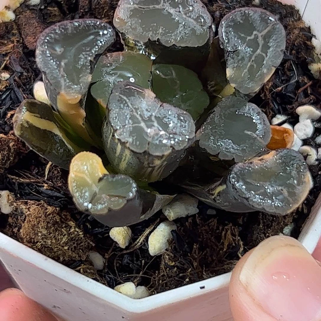 紫云殿锦十二卷多肉植物