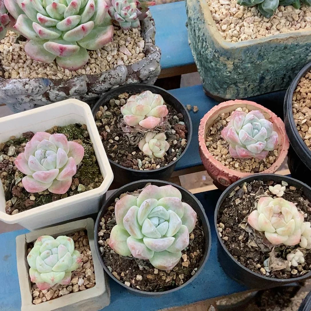【闪购商品】?**意冰玉6颗一组